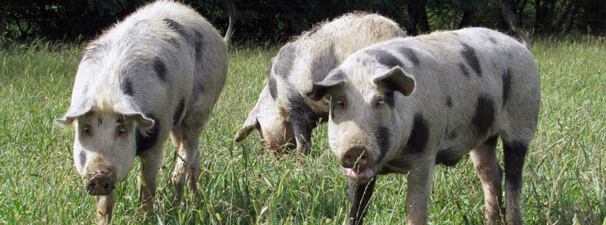 Turopolje Schwein