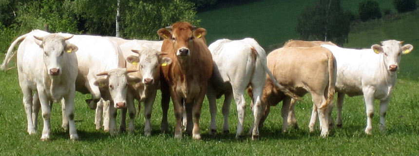 Waldviertler Blondvieh